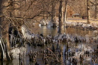 Ice on the cypress trees